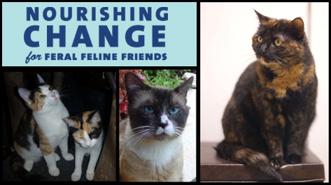 NOURISHING CHANGE