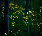 Firefly Extravaganza<br>May 31 & June 1<br>Gatlinburg, TN