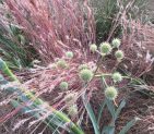 Functional and beautiful natural landscaping